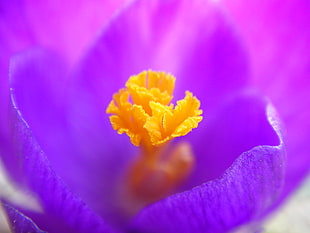 macro photography of purple and yellow petaled flower