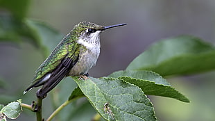 shallow focus photography of green and gray bird, hummingbird HD wallpaper
