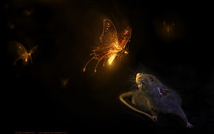 black rat with two firefly HD wallpaper