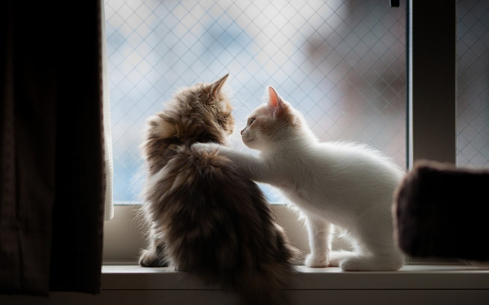 two white and brown fur cats sitting in front of mirror HD wallpaper