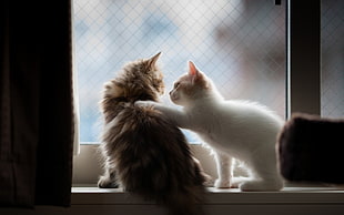 two white and brown fur cats sitting in front of mirror
