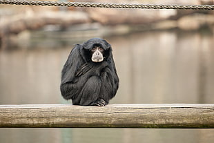 selective focus photo of black monkey on wood plank