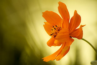 orange flower, explorer 7 HD wallpaper