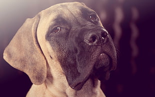 selective focus photography of adult tan and black Bullmastiff HD wallpaper