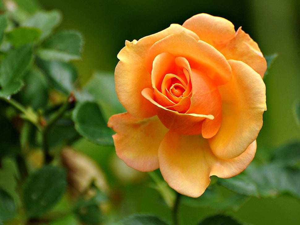close-up photography of orange rose flower plant HD wallpaper