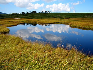green grass field near body of water under blue sky