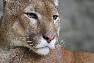 closeup photo of brown Lioness
