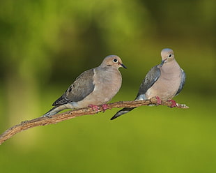 shallow focus photography of two brown birds on tree branch