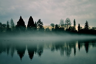 silhouette of trees near at body of water with fog