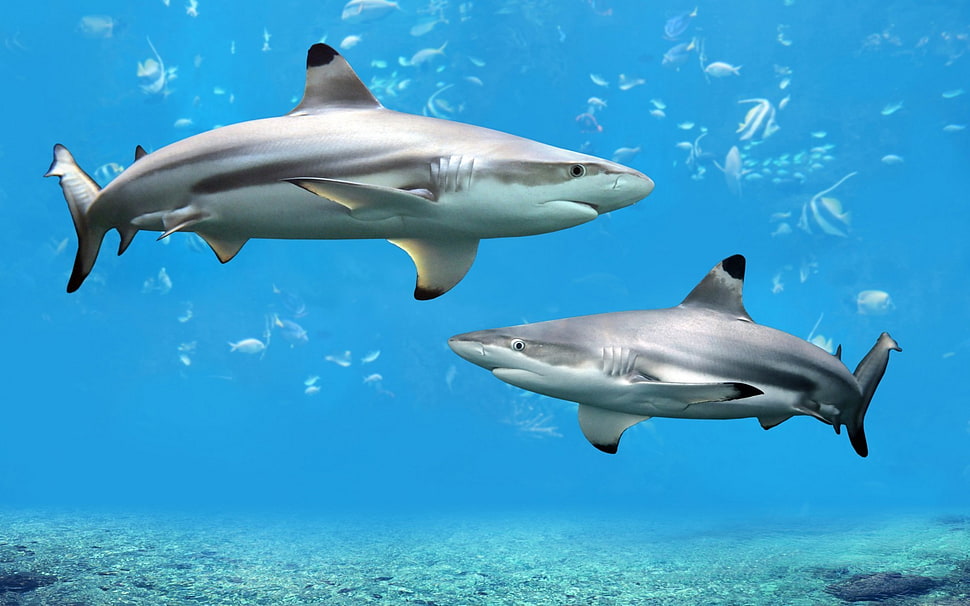 two gray shakes, shark HD wallpaper
