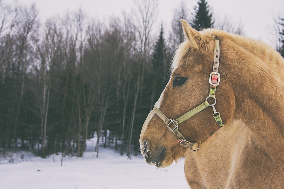 brown horse, Horse, Muzzle, Mane HD wallpaper
