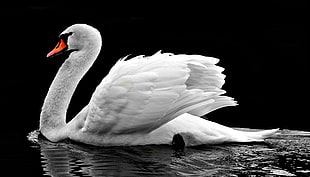 white swan in body of water HD wallpaper