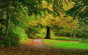 green leaf trees, nature, landscape, leaves, park
