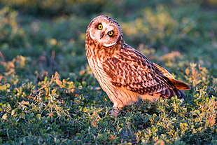 selective focus of brown owl on green grass