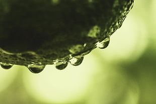 macro photography of water dew HD wallpaper