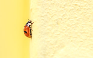 red 2-spotted Ladybug beetle HD wallpaper