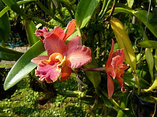 pink Orchids closeup photography HD wallpaper