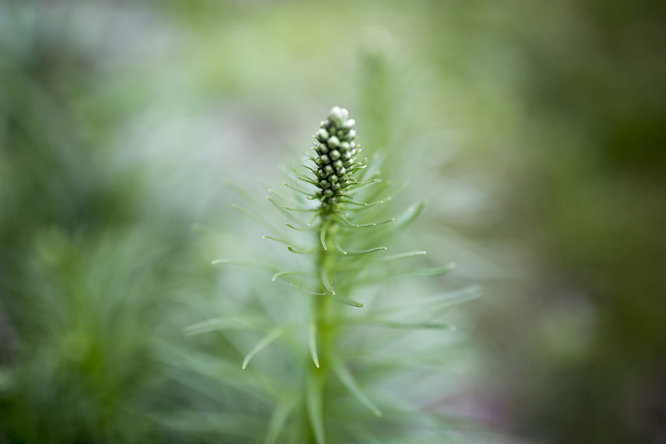 green fruit in selective focus photography HD wallpaper