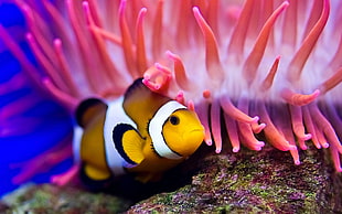 clown fish beside pink colar