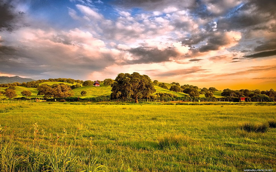 green grass field, landscape, nature, sky, clouds HD wallpaper