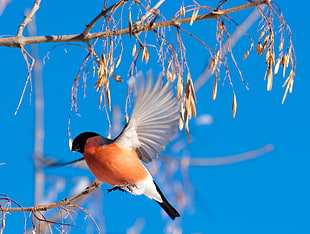 selective focus photography orange and white Waxwing bird