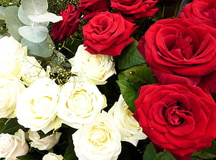 red and white rose flowers