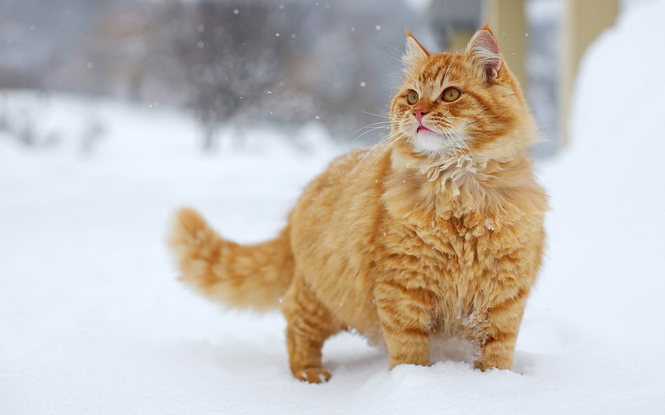 orange tabby cat on white snow HD wallpaper