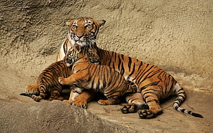tiger and cubs on beige rock surface