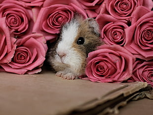 white and brown guinea pig with pink roses