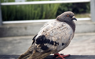 brown and gray pigeon