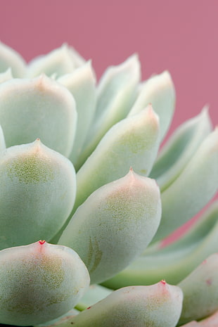 close up photo of green plants HD wallpaper