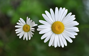selective focus photography of Daisy flowers