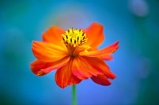 orange cosmos flower in close up photography