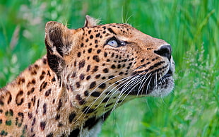 adult Cheetah looking up HD wallpaper
