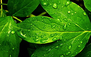 green leaf with water drop photo