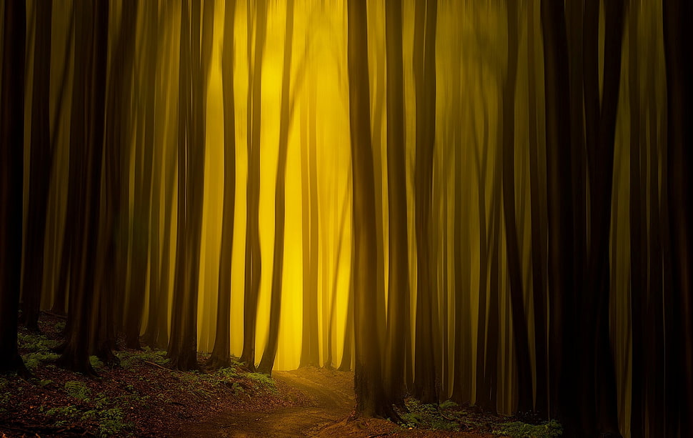 brown forest field art, forest, trees, nature HD wallpaper