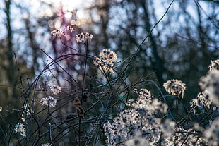 white petaled flowers, nature, winter, forest