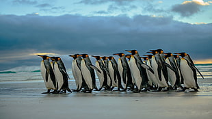 penguins walking on shoreline under blue sky