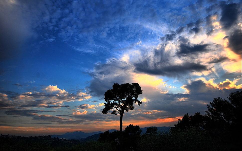 silhouette of tree during cloudy sky HD wallpaper