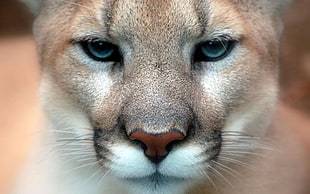 portrait photo of gray bobcats