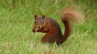 brown squirrel on green grass field during daytime, red squirrel