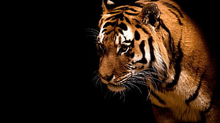 brown tiger, tiger, animals, big cats HD wallpaper