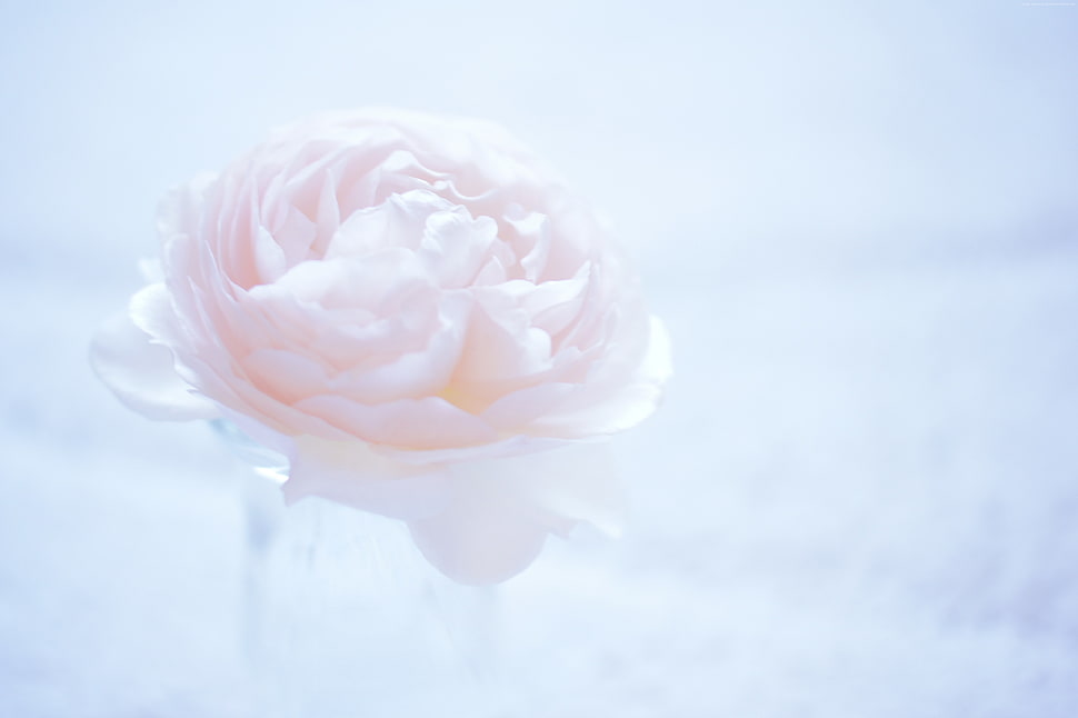 closeup photo of white petaled flower HD wallpaper