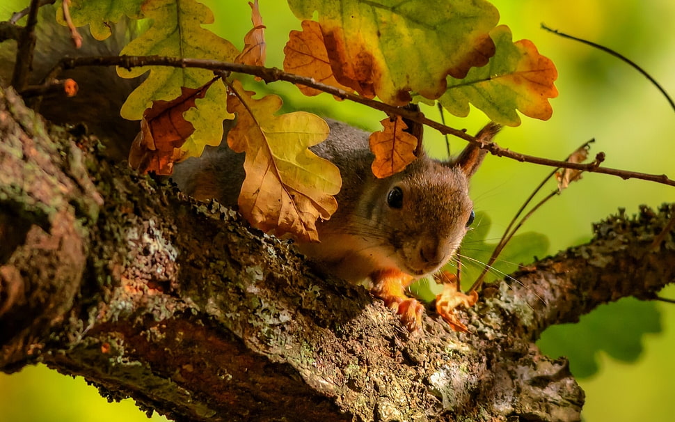 brown squirrel on tree branch HD wallpaper
