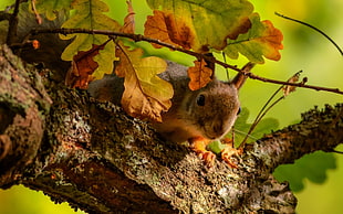 brown squirrel on tree branch