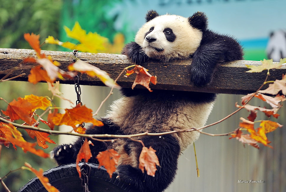 Panda hanged on wooden block in selective focus photography HD wallpaper