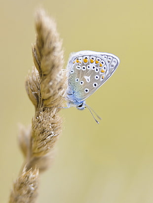 macro photography of butterfly on wheat leaf
