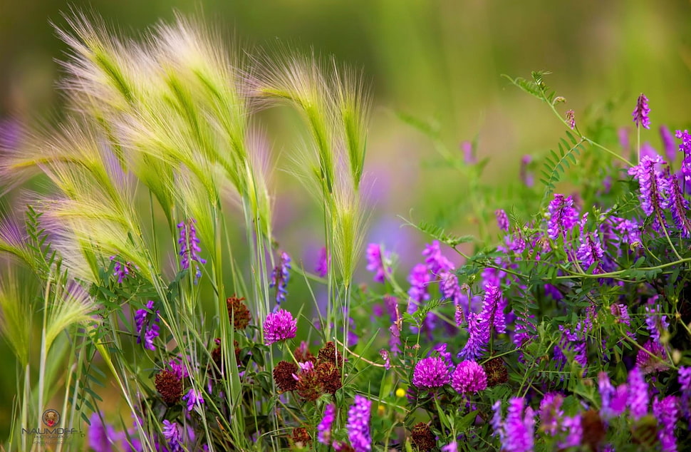 purple Lavender plant HD wallpaper