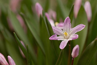 close-up photography of purple 6-petaled flower
