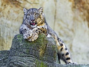 Lynx laying on stone debris
